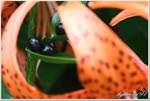 비늘줄기는해소 천식 종기 혈담등의약재로쓰이고, 민간에서는영양제 강장제 진해제로사용된다. 참나리는산과들에널리분포하고있으며, 열매가맺기는하나씨앗이발아되지않는것이특징이다.