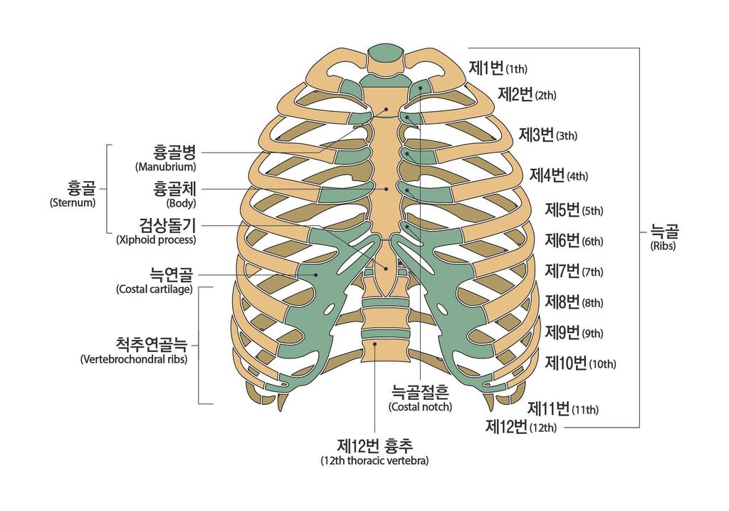 부가설명가슴뼈 부가설명 골반뼈 8. 팔의장해 가.
