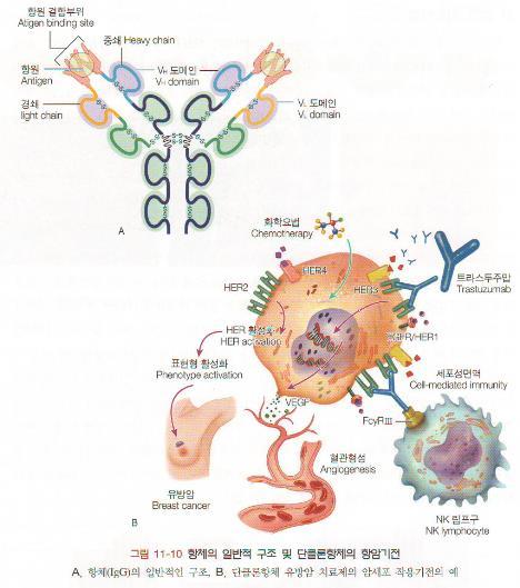 허셉틴 HER-2 target 유방암위암 항체의끝부분에방사능, killer 세포, 화합물형약 (drug),