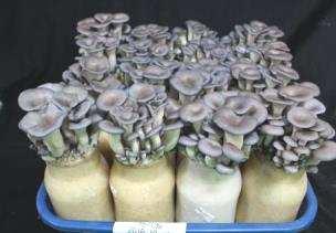 로열티를절감하고국내시장을안정시키기위한버섯신품종육성 Development of new mushroom cultivars to reduce royalty and stabilize domestic market 연구배경