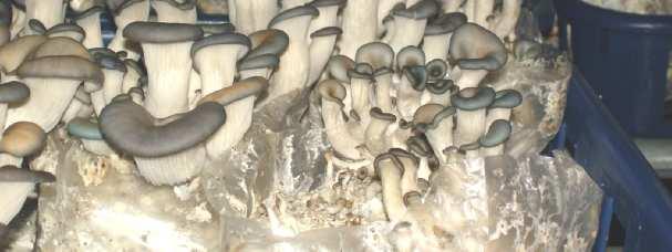 버섯종류및품종에따라많은차이가있으나재배사내의온도는 5~25