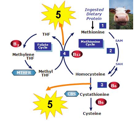 Homocysteine 의대사과정 과정 1. 섭취한음식물의단백질에서분해된아미노산중메티오닌으로전환 2.