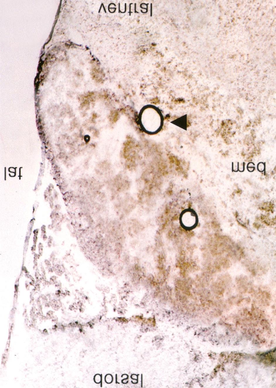 살리실산을 이용한 흰쥐 이명 모델에서 c-fos의 발현 비교 c-fos에 대한 면역조직화학반응 양성세포의 발현이 LC에서 응 양성세포 발현양상을 비교하였다.