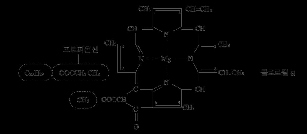 3 채소류의성분 2) 색소성분 (1) 클로로필 엽록체에존재, 광합성에관여 ( 감광체역할 ) 6 CO 2 + 6 H 2 O 태양 C 6 H