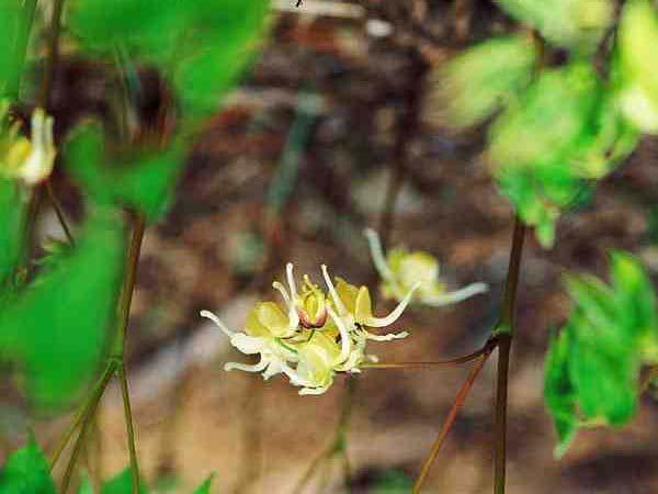 누린내풀(Caryopteris divaricata) 마편초과에 속하며 여러해살이 풀이다. 전체에 짧은 털이 있고 높이 1m 정도이다.