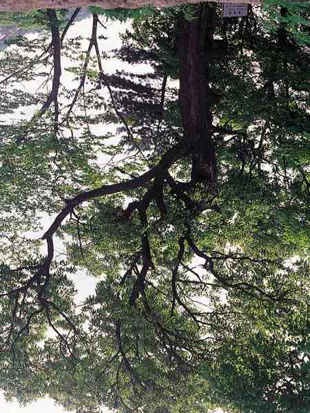 제 1 권역사 제 1 편연혁과자연환경 제 2 장자연환경 제 5 절천연기념물과 2. 보호수 5) 상수리나무 참나무과에속하는낙엽활엽교목으로나무높이 30m, 흉고직경 100 cm에이른다. 전국의표고 800m 이하의양지바른산기슭에군생하고일본, 중국에도분포한다. 내한성, 내건성, 내조성이강하여건조한곳이나해안지방에서도잘자라며직근이발달했다.