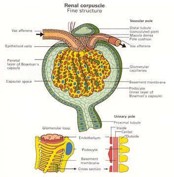6. Hematuria 의의및원인 (3) 사구체기원적혈구 1. 신장의기본구조 1. 네프론 : 신소체 ( 사구체 + 보우만낭 ) + 세뇨관 ( 근위, 헨리루프, 원위, 집합관 ) 2. 사구체 : 여러개의사구체고리로구성되어혈장을여과 3. 사구체여과장벽 : 사구체기저막 + 내피세포 + 상피세포 1.