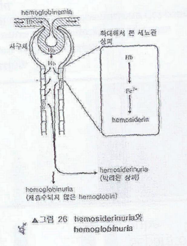 8. Hemolysis (2) Intravascular hemolysis 1. 여러가지원인으로인하여혈관내에서용혈이일어나 hemoglobin 이유출된다. 2. 적혈구내에서 Hb 뿐아니라 LDH 도유출되므로혈청 LDH 도증가한다. 3. Hb 은세포독성이있으므로혈액속을떠돌아다니는 Hb 을신장으로배출하려함 ( 사구체로여과되는 Hb 세뇨관을공격 + 철을버림 ) 4.