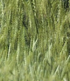 V prvi dekadi oktobra je optimalni rok za setev pšenice OLIMPIJA, ene od treh sort ozimne pšenice, ki jih predvsem priporočamo to jesen.