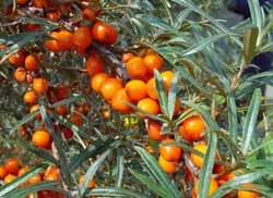 31 비타민나무 분류 : 보리수과 (hippophae rhamnoides) 학명 :Hippophae rhamnoides L., Elaeagnaceae 비타민나무는관목 ( 작은나무 ) 중국명으로는싸지 ( 沙棘 ), 한국명으로는보리수아재비, 갈매보리수로홍콩이나대만에서는미라클프르츠라고모양은우리나라의갯버들보다잎이좁다고보면거의흡사하다.