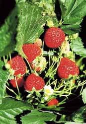 3 딸기육묘 분류 : 장미과 학명 :Fragaria spp. 1. 모주포 ( 육묘포 ) 관리 가.