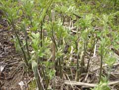 48 땅두릅 ( 독활, 獨活 ) 분류 : 두릅나무과 학명 :Aralia Continentalis kitagawa 1. 작물특성및용도잎, 줄기, 뿌리등에들어있는주요성분은 Aralin, Areloside A.