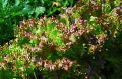 12 상추 ( 쌈채 ) 분류 : 국화과 학명 :Lactuca sativa L. 1. 재배기술가. 재배적특성 재배적지 : 토양산도는 ph 6.6~7.