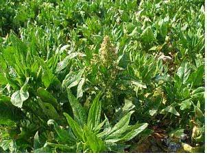 17 시금치채종 분류 : 꿀풀과 학명 :Spinacia oleracea 1.