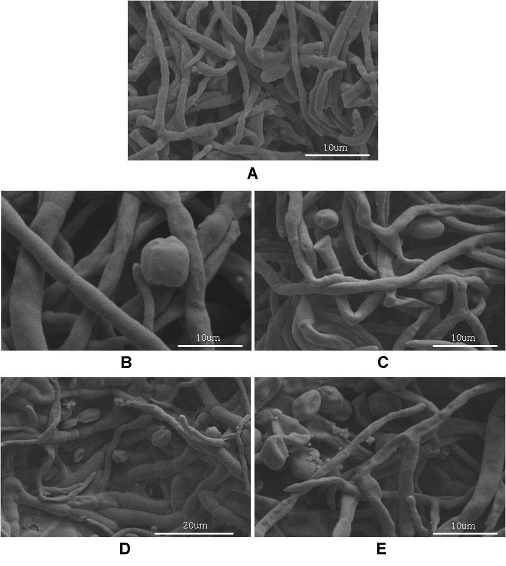 은 나노 용액을 활용한 참나무 시들음병 방제 연구 139 Fig. 2. Scanning electron micrographs (SEM) of spores and mycelia of Raffaelea quercivorus treated with different concentrations of nano-silver on plates.