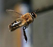 Definition of Drone (UAV) from Wikipedia Drones are male honey bees which are the product of an unfertilized egg.