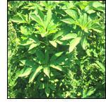 영문명 : Buffalo weed, Great ragweed 원산지 : 북아메리카 도입시기