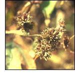 거친털있음. 잎차례 : 마주나기 잎 : 난형또는광란형, 길이와나비 20-30cm, 3-5열.