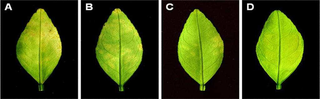 Research in Plant Disease Vol. 20 No. 4 287 Fig. 3.