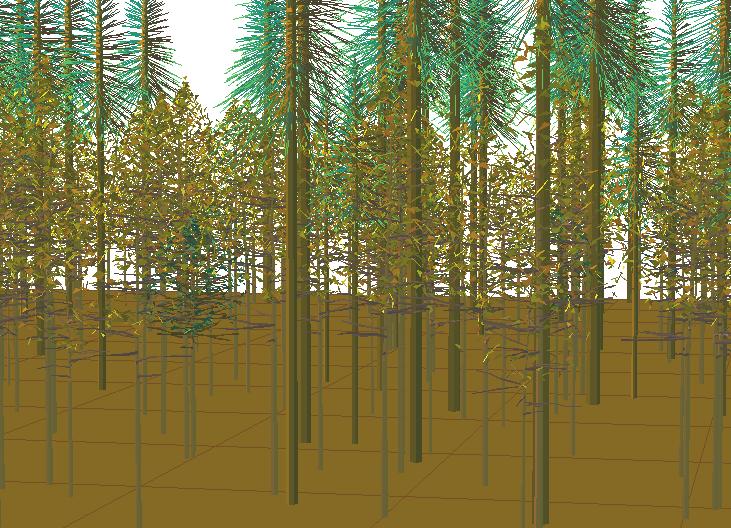 낙엽활엽수임분에 대하여 실제 임분의 모습과 SVS 프로그램을 이용한 임분모델을