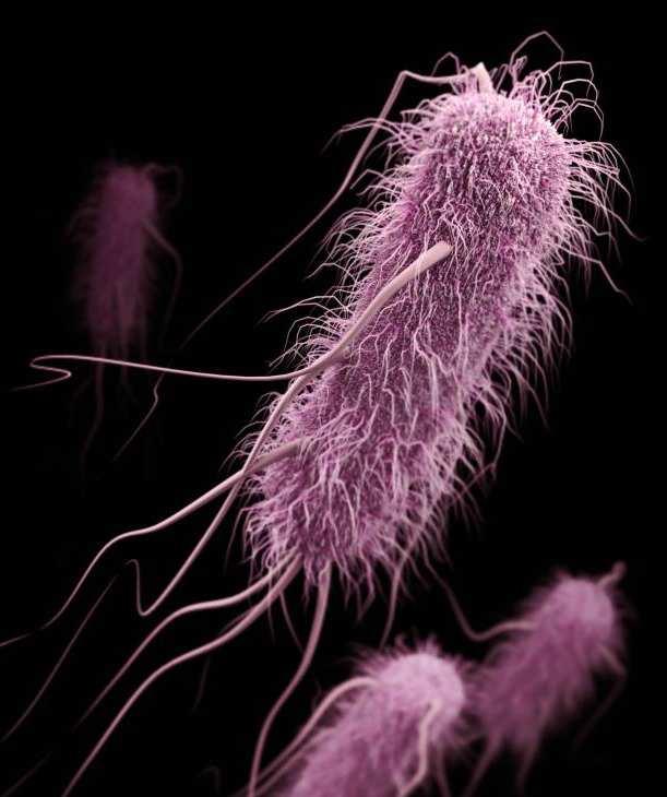 E. coli Colistin resistance gene May, 2016,