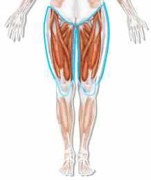 dorsi) 상완요골근 (Brachioradialis)