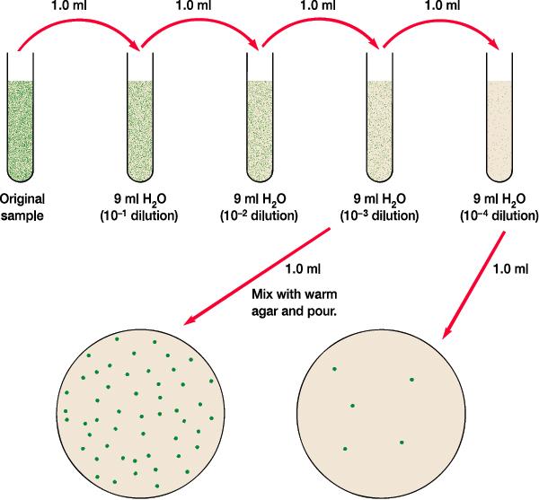 -> 희석미생물혼합액을 agar plate에도말 - 획선평판법 (streak plate) -> agar plate