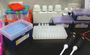 DNA Cytb/ CR 유전자 PCR PCR 단편