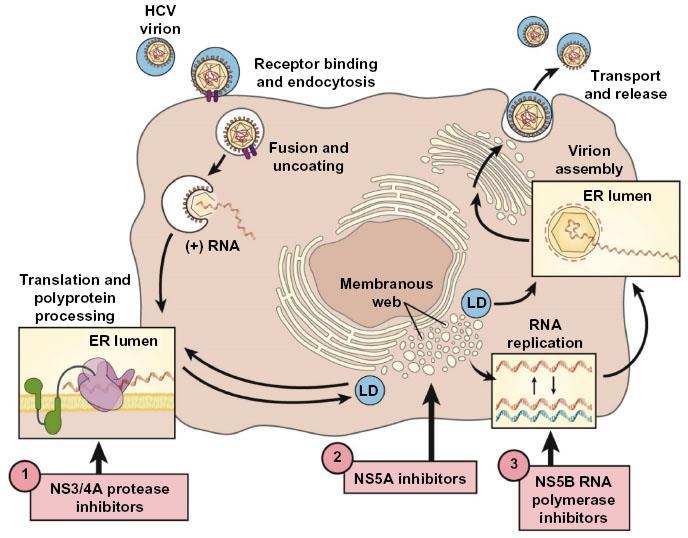 Special Issue DAA 제제 (Direct-Acting Antiviral Agents): 경구 C 형간염치료제 1.