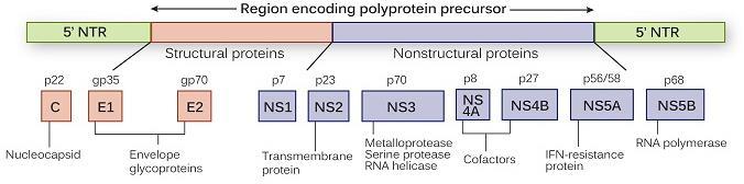 3. DAA의분류 DAA는 HCV 비구조 (non-structural, NS) 단백의특정부위에직접작용하여 HCV 증식을차단시켜치료효과를나타내며, 작용기전과표적부위를기준으로 NS3/4A Protease Inhibitor, NS5A 억제제, NS5B Polymerase Inhibitor 등으로분류된다.