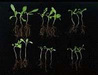 12 days after sowing Type of coated seeds Young stem length( mm ) Young root length ( mm ) A 22.3bc 48.