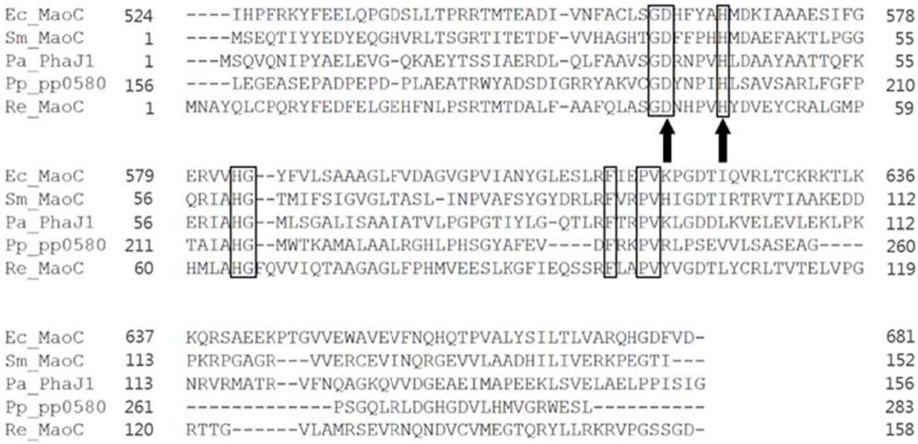 재조합대장균에서 MaoC 를이용한지방산으로부터의중간사슬길이폴리하이드록시알칸산생산연구 247 Fig. 1. Alignment of the deduced amino acid sequence of MaoC from E. coli, P. putida, S. meliloti, R. eutropha with that of P.