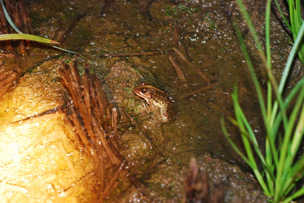 채집되었으며, 성체 또한 야간조사에서도 비교적 쉽게 관찰 채집되고 있으며 이러한 황소개구리의 서식은 일반적으로 금개구리를 포식하는 것으로 알려지고 황소개구리의 먹이특성상 금개구리의 자연스러운 서식환경을