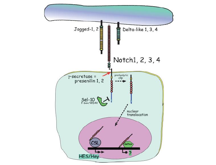 5 즉 Delta와 Serrate는 Notch 에대한리간드인동시에, 복합체형성을통해세포내부에서만들어진 Notch 가막으로이동하는것을조절한다. Notch의복합체형성은당전이효소인 Fringe 에의해서도조절된다.