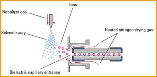 ESI(Electrospray Ionization) ( 가장많이사용되는방식) 1 ESI는 LC/MS에서가장많이사용되는이온소스 액체상태에서이온화시킴 2 3 Target 구조에따라서 Nubilizer 좋음. 성분을이동상분무내에서이온화하고이동상을 Single/Multiple charge 이온을생성.