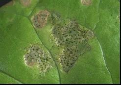 피해증상 총채벌레의가해부위 : 주로잎,