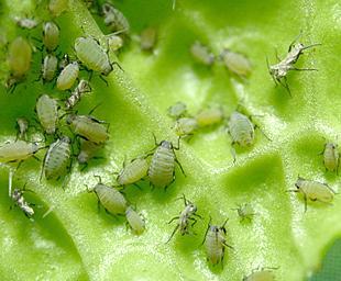 무테두리진딧물 Lipaphis erysimi 기주실물 - 무, 배추, 양배추, 감자등피해 - 기주식물의밑에있는잎뒷면에서떼를지어즙액을빨아먹으며 10여종의바이러스병을옮김특징