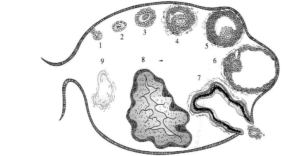 이론서 3 권 p68 난소주기 (Ovarian Cycle) 1. 원시난포 6. 포상난포 7. 배란 8. 황체 9.