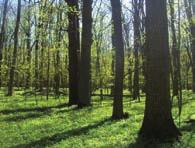 이곳은브랸스크숲 (Брянский лес) 으로유명한데, 이숲은드네프르강의지류인데스나 (Десна)