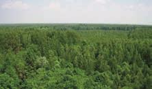 숲의지형은완만한경사의평지에가까우며, 러시아중부의북방한대성혼합림지대에속한다.