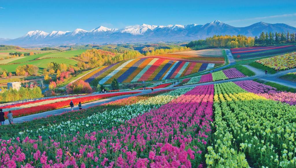 Hokkaido SHINSEGAE TRAVEL EVENT 꽃의왕국후라노부터미식의도시삿포로까지 팔색조같은매력을가진홋카이도에서아름다운추억을만들어보세요!