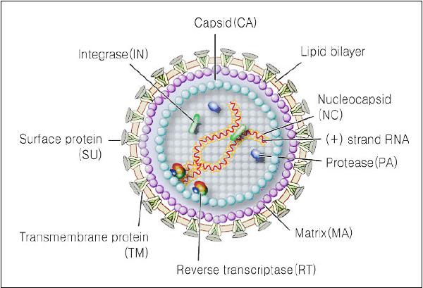 그림 3. 레트로바이러스구조 # 자료출처 : 바이러스학, 2004 ( 나 ) 감염 / 증식 : 레트로바이러스입자가숙주세포표면에부착하여캡시드가세포질안으로침투한다. 역전사효소는숙주세포내에서바이러스 RNA에상보적인한가닥의바이러스 DNA를합성한다. 이어서 RNA는분해되고상보가닥인 DNA 가닥이합성되어새로운이중나선 DNA가된다.