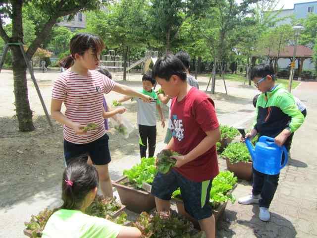 우리학교의 식물 조사, 식물도감 만들기- 식물학자 텃밭을 가꾸는 초록지키미 농부 교실에 있는 구피 돌아가며 관찰하기