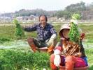 1980년대후반정부가값싼외국밀을대량수입하면서우리밀은거의자취를감췄으나, 광산구를비롯한남도농민들이꿋꿋이지켜왔다. 광산구에서는어룡동박뫼마을을중심으로현재 250여가구가우리밀을재배한다.