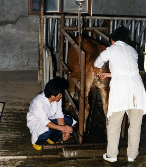 가축 사양 영양사료 기반조성 1980년대 비닐하우스