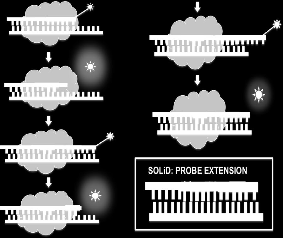 SOLiD 플랫폼은두개의뉴클레오티드염기를가진형광단 / 프로브를이용하는데, 각각의형광시그널은다이뉴클레오티드 (dinucleotide) 를나타낸다.