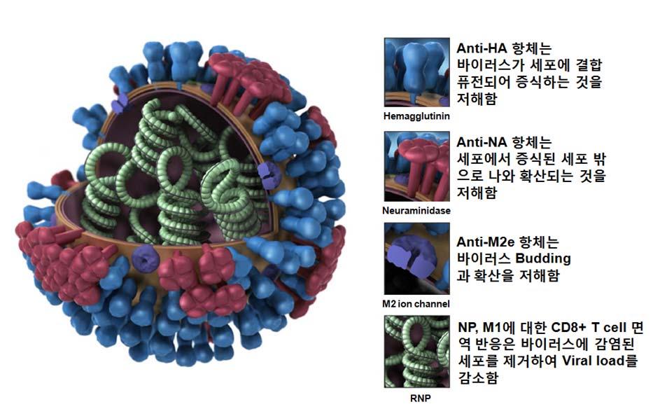 2012 Bioin 스페셜웹진 331 - 계절인플루엔자및대유행신변종인플루엔자를대비한세포배양및생백신은이미상용화되어있으며차세대백신으로바이러스유사체 (VLP) 및재조합단백질백신등의다양한제형의개발중에있다.