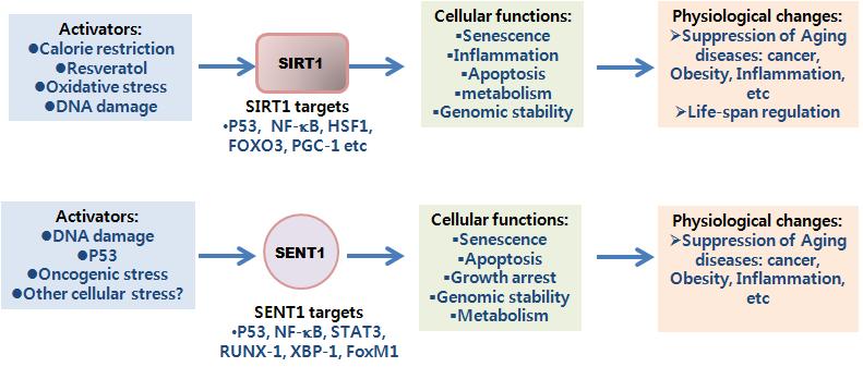 358 www.bioin.or.kr 2) SIRT1 과 SENT1 유전자의기능적연관성으로본 SENT1 의노화질환제어가능성 SIRT1 유전자는지난십년간노화기전및노화질환연구에있어서가장많은주목을받아왔다.
