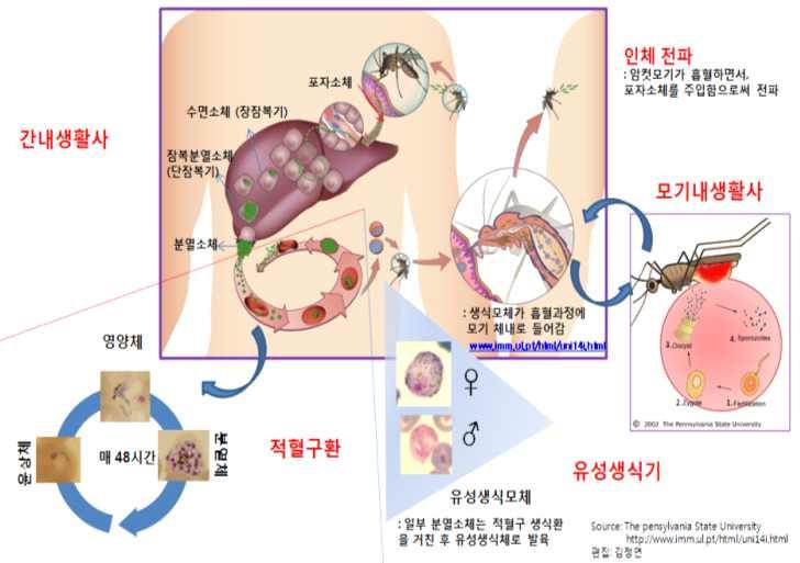 2018 년말라리아관리지침 [ 그림 13] 말라리아생활사 (Life cycle) 가.