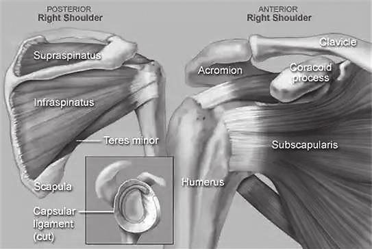 불안정하기때문에, 안정성을최대한유지하기위해어깨관절주위에는수많은근육들이함께지탱하고있고함께움직입니다. 이를어깨복합체의근육들이라고도합니다. 이근육들은단독으로작용하지않습니다.